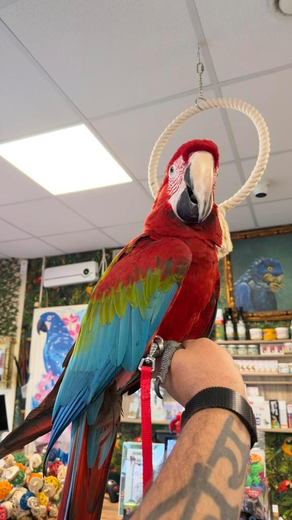 Groenvleugel ara’s incl. Getest, Dieren en Toebehoren, Vogels | Parkieten en Papegaaien, Papegaai, Meerdere dieren, Pratend, Tam