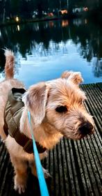 Gezocht oppas voor onze boomer Boedha, Juni, Mannelijk