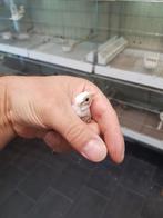 Tunchi parva panache bont man, Dieren en Toebehoren, Vogels | Kanaries, Mannelijk