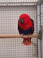 Diverse soorten vogels bij vogelhandel Tuinstra., Dieren en Toebehoren, Vogels | Parkieten en Papegaaien, Meerdere dieren, Parkiet