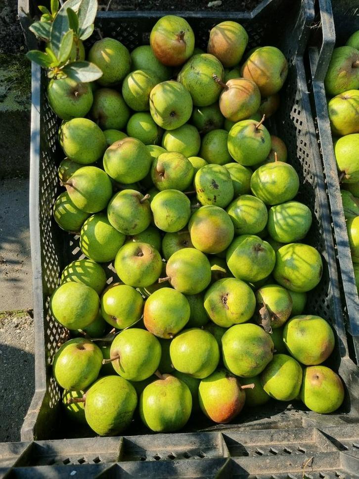 Brederode Stoofperen, Diversen, Levensmiddelen, Ophalen