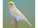 Kanarieman Mozaik geel (gezocht), Dieren en Toebehoren, Vogels | Kanaries, Mannelijk, Kleurkanarie