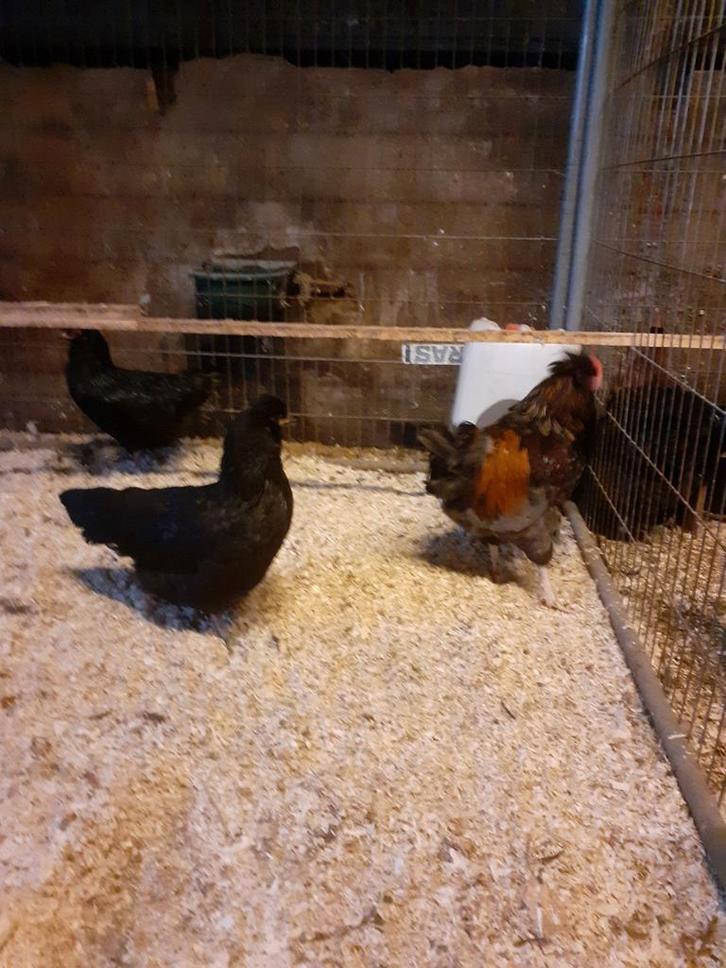 Trio kleur leggers en cumbasil mite tegenparsieten, Dieren en Toebehoren, Pluimvee, Kip, Meerdere dieren