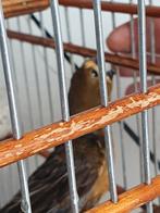 Twatwa jongman, Dieren en Toebehoren, Mannelijk, Tropenvogel