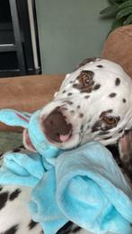 Marshall zoekt huis zonder andere dieren, Eén hond, 3 tot 5 jaar, Nederland, Particulier