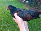 Barnevelder Kriel Dubbelgezoomd broedeieren, Dieren en Toebehoren, Geslacht onbekend, Kip