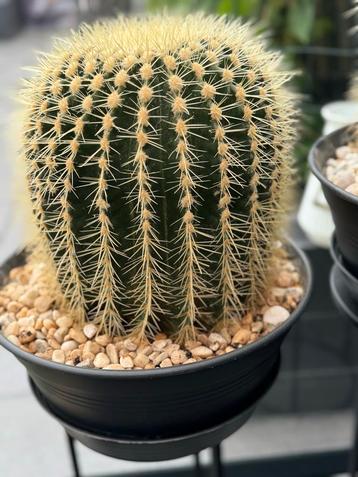 2x Grusonii Cactus in Pot beschikbaar voor biedingen