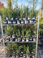 Taxus beccata haagplanten, Ophalen, Bloeit niet, Overige soorten, Volle zon