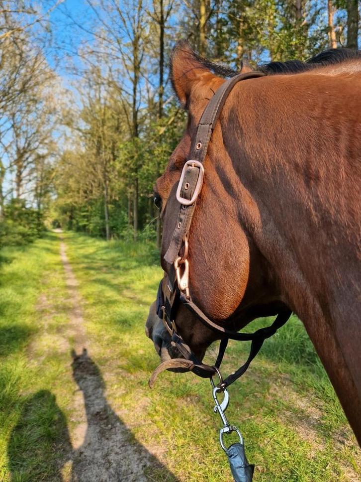 2 stallen vrij op pensionstal, Dieren en Toebehoren, Paarden en Pony's | Overige Paardenspullen, Zo goed als nieuw, Overige soorten