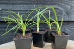 Te koop Spaanse knoflook Tulbaghia violacea, Ophalen of Verzenden, Zomer, Volle zon