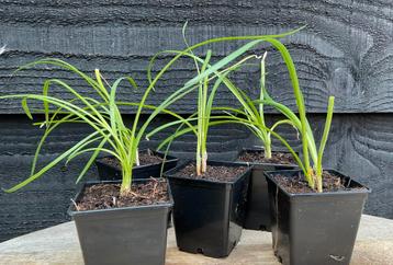 Te koop Spaanse knoflook Tulbaghia violacea beschikbaar voor biedingen