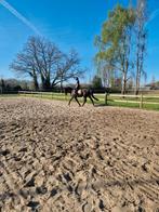 Stal aan huis, Dieren en Toebehoren, Stalling en Weidegang, Weidegang