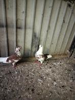 Mooi Duiven, Dieren en Toebehoren, Vogels | Duiven, Meerdere dieren, Overige soorten