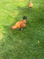 Krielhaantjes hollandse/drentse kriel, Dieren en Toebehoren, Pluimvee, Mannelijk, Kip