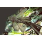ancistrus wild kleur longvin, Dieren en Toebehoren, Vissen | Aquariumvissen, Vis, Zoetwatervis, Schoolvis