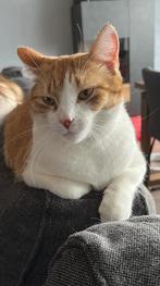 2 hele lieve rode katers zoeken een fijn huisje!, Dieren en Toebehoren, 3 tot 5 jaar