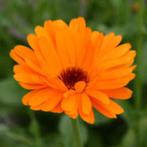 Biologische Goudsbloem Zaden Zaad Weleda, Ophalen, Voorjaar, Volle zon, Zaad