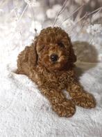 Toy poedel, Dieren en Toebehoren, Poedel, Particulier, Rabiës (hondsdolheid), 8 tot 15 weken