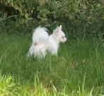 Dek reu chihuahau NIET te koop, Dieren en Toebehoren, Particulier, 1 tot 2 jaar, Reu, Nederland