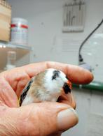 Witkeel man 2025 Bloemputter, Mannelijk, Wildzangvogel