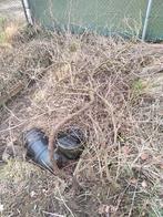 Druif, Ophalen of Verzenden, Overige soorten, Volle zon