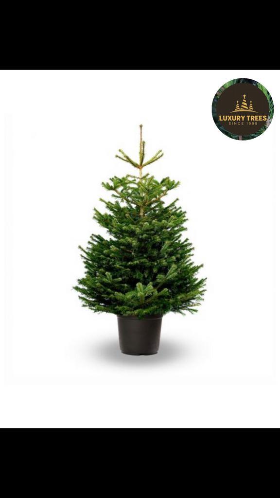 Echte Nordmann kerstboom in pot – vanaf €35 – met kluit,, Tuin en Terras, Planten | Bomen, Overige soorten, 100 tot 250 cm, Halfschaduw