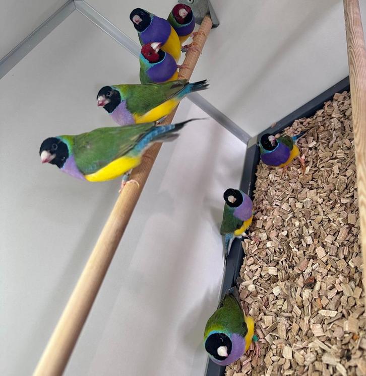 Gouldamadines, Dieren en Toebehoren, Vogels | Overige Vogels, Tropenvogel, Meerdere dieren