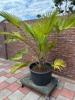 Palmboom te koop, Tuin en Terras, 100 tot 250 cm, Palmboom, Ophalen, Volle zon