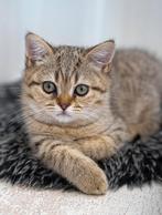 Golden Tabby katertje Brits Korthaar, Dieren en Toebehoren, Katten en Kittens | Raskatten | Korthaar, Kater, Gechipt, 0 tot 2 jaar