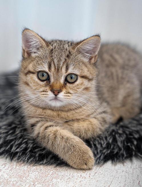Golden Tabby katertje Brits Korthaar, Dieren en Toebehoren, Katten en Kittens | Raskatten | Korthaar, Kater, 0 tot 2 jaar, Met stamboom