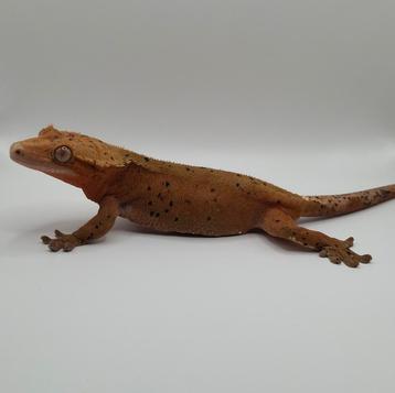 Diverse wimpergekko's/crested geckos, jong & volwassen 2.2.6 beschikbaar voor biedingen