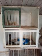 Te koop 2 broedhokken, Dieren en Toebehoren, Vogels | Duiven, Mannelijk