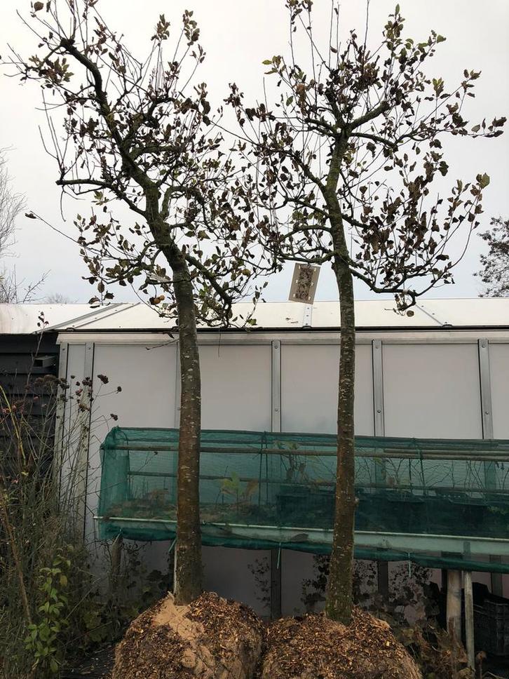 Oude hoogstam Elstar appelbomen appelboom, Tuin en Terras, Planten | Bomen, Overige soorten, 100 tot 250 cm, Volle zon, Lente