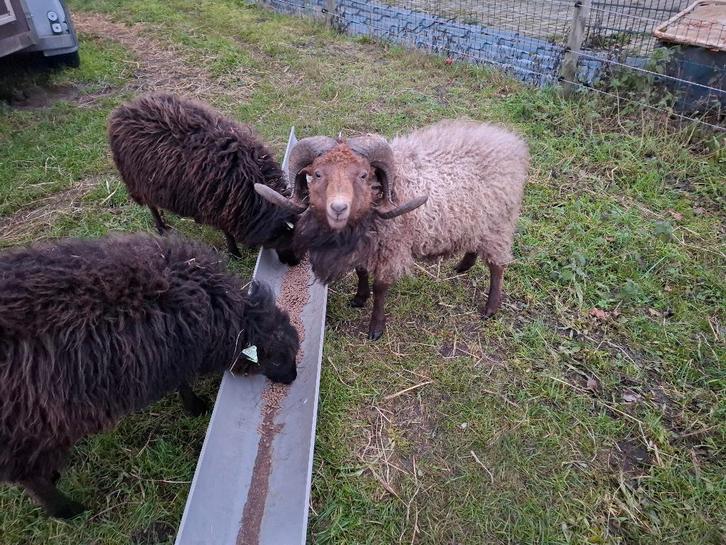 ouessantschaap ram, Dieren en Toebehoren, Schapen, Geiten en Varkens, Schaap, Mannelijk, 0 tot 2 jaar