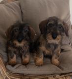 2 ruwharige teckel teefjes pups, Dieren en Toebehoren, Honden | Teckels en Dashonden, Rabiës (hondsdolheid), 8 tot 15 weken, Teef