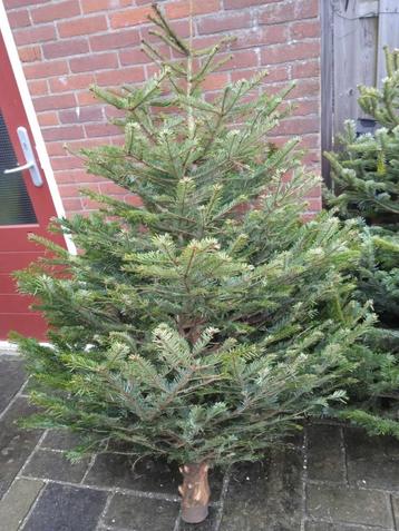 Kerstboom beschikbaar voor biedingen