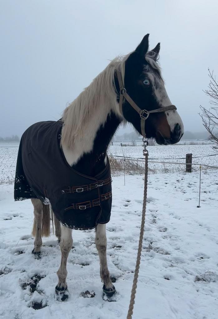 Weidemaatje gezocht, Dieren en Toebehoren, Stalling en Weidegang