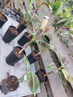 Musa acuminata zebrina, Ophalen of Verzenden, Zomer, Overige soorten