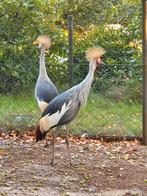 Kroonkraan vogels., Dieren en Toebehoren, Pluimvee, Meerdere dieren, Overige soorten