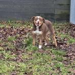 Te koop mooie choco tan mini Australian Sherpherd teef, Dieren en Toebehoren, Nederland, CDV (hondenziekte), 8 tot 15 weken, Teef