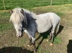 Mooie mini pony’s, Dieren en Toebehoren, Pony's, Meerdere dieren, A pony (tot 1.17m), Gechipt, 0 tot 2 jaar