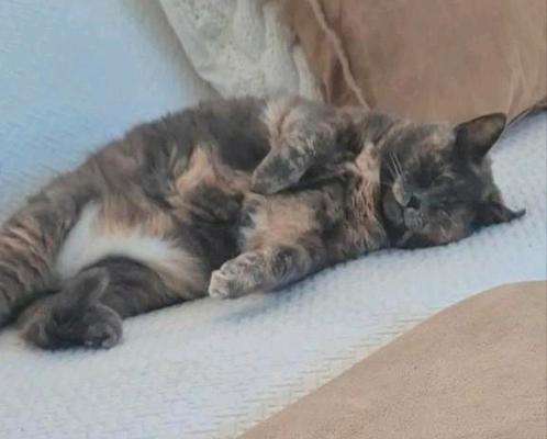 Ik pas op uw katten ,vakantie oppas in Heerhugowaard, Huis en Inrichting, Overige Huis en Inrichting, Nieuw, Ophalen