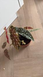 Stippen plsnt in terracotta bloempot, Ophalen, Halfschaduw, Minder dan 100 cm