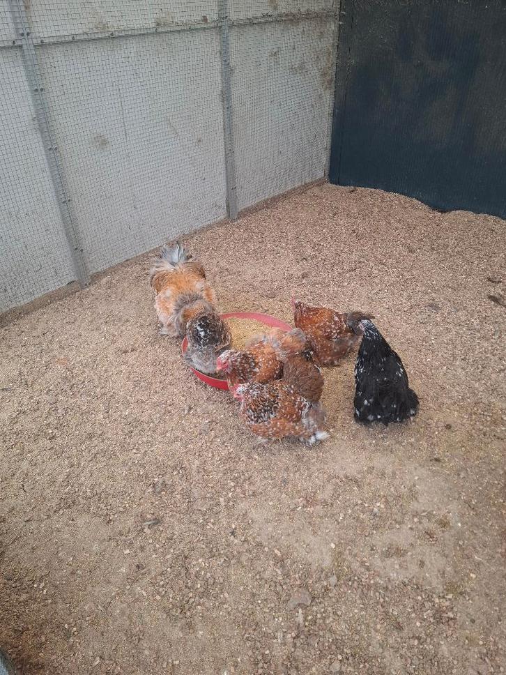 Broedeieren van de cochin kriel krul x gladvederig, Dieren en Toebehoren, Pluimvee, Kip, Meerdere dieren