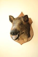 Taxidermie grote opgezette everzwijnkop, Ophalen, Gebruikt, Wild dier, Gewei of Kop