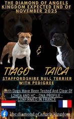 Verwachte eind november Engelse Stafford pups, Dieren en Toebehoren, Particulier, Rabiës (hondsdolheid), Overige rassen, 8 tot 15 weken