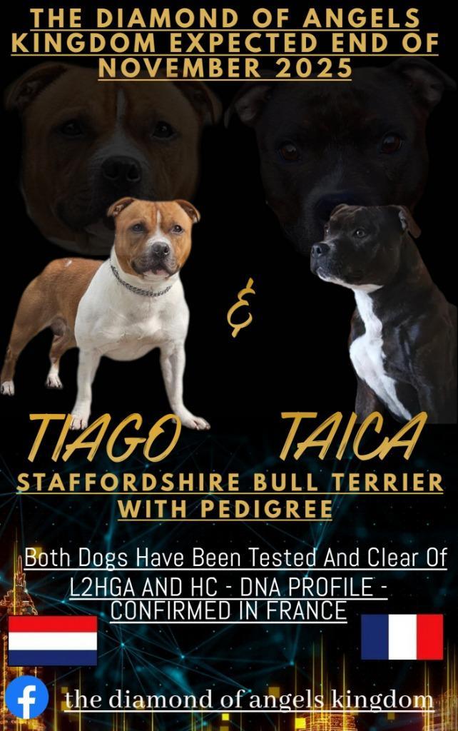 Verwachte eind november Engelse Stafford pups, Dieren en Toebehoren, Honden | Jack Russells en Terriërs, Meerdere dieren, Overige rassen