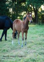 Lieve, makkelijke, mensgerichte veulens, bruin en vos., Dieren en Toebehoren, Paarden, Meerdere dieren, Minder dan 160 cm, 0 tot 2 jaar