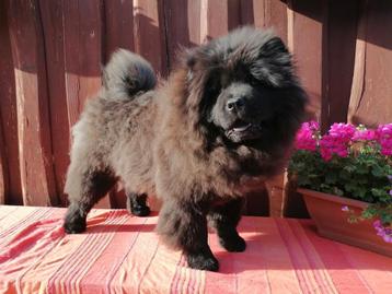 Prachtige zwarte en rode chow chow beschikbaar voor biedingen