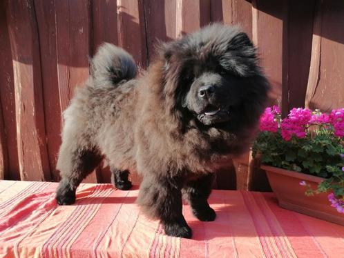 Prachtige zwarte en rode chow chow, Dieren en Toebehoren, Honden | Poolhonden, Keeshonden en Oertypen, Teef, Overige rassen, Particulier